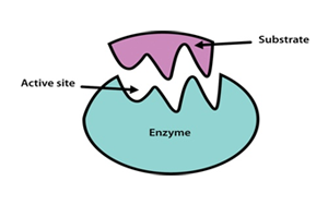 生化診斷原料之診斷用酶底物