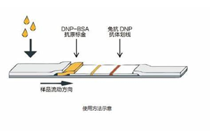 因?yàn)楠?dú)立，所以強(qiáng)大——優(yōu)質(zhì)的獨(dú)立C線質(zhì)控系統(tǒng)DNP抗原抗體