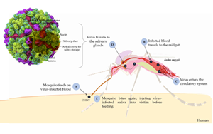 西寶高品質(zhì)抗原抗體，精準(zhǔn)助力基孔肯雅熱檢測