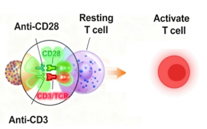 免疫細(xì)胞激活產(chǎn)品全覽：T細(xì)胞、NK細(xì)胞與DC細(xì)胞