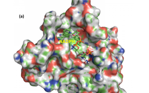 一文讀懂分選酶從科研工具到產(chǎn)業(yè)應(yīng)用