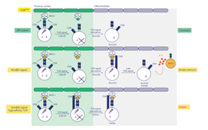 胸腺肽選擇性決定CD8+T細胞功能亞群分化的新機制：β5t肽與非β5t肽通過調(diào)控TCR信號持續(xù)性引導譜系命運