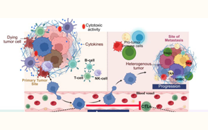 RD3缺失通過(guò)重編程脯氨酸代謝導(dǎo)致室性心律失常：神經(jīng)母細(xì)胞瘤譜系可塑性與腫瘤免疫微環(huán)境重塑的核心機(jī)制