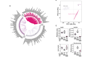 不只是護膚界“當紅炸子雞”！新研究揭示：煙酰胺還可調(diào)節(jié)視網(wǎng)膜功能，有效改善青光眼