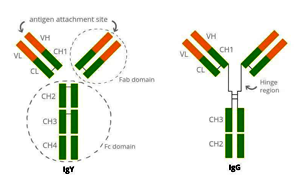 膠體金C線專用質(zhì)控原料——雞IgY和兔抗雞IgY抗體