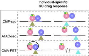 舊藥可新用！Cell子刊揭示糖皮質(zhì)激素藥物相關(guān)副作用的遺傳位點(diǎn)