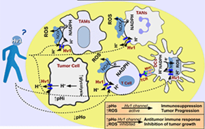 Nature子刊：能抗癌、抗感染，還能讓“造人”更順利，血液中的這種蛋白厲害了！