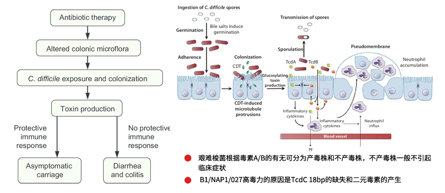 艱難梭菌感染致病機(jī)理 艱難梭菌感染致病機(jī)理
