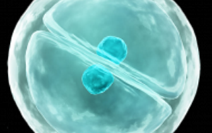 eLife：細胞真是“成精了”，它能模仿人類交流方式，一旦“關(guān)系”破裂，癌癥和糖尿病都找上門