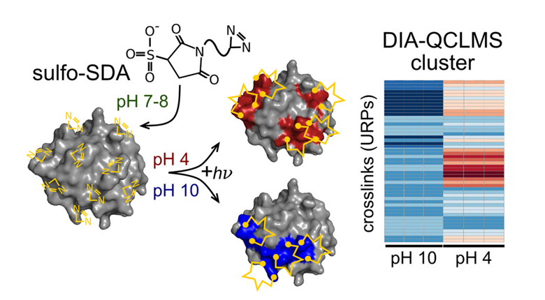 蛋白質(zhì)之間的連接