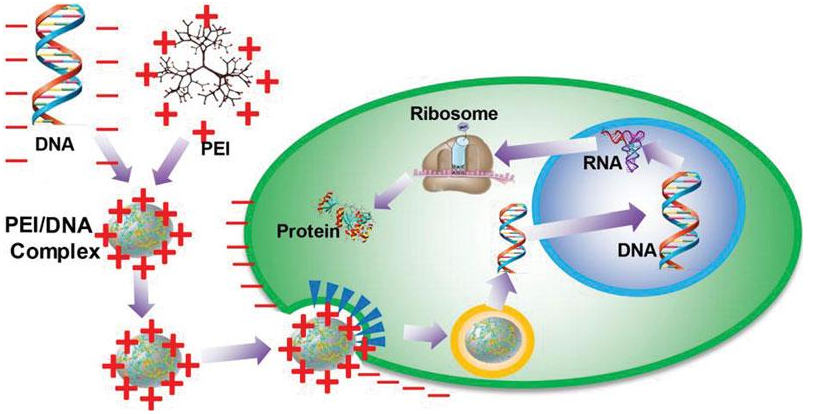 PEI轉(zhuǎn)染原理