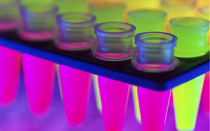 藻紅蛋白（R-Phycoerythrin, R-PE）——新型熒光標(biāo)記染料