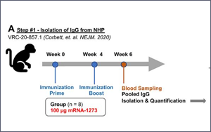 南京新冠感染者多為疫苗接種者，兩大頂刊揭示：為何疫苗防不住病毒？