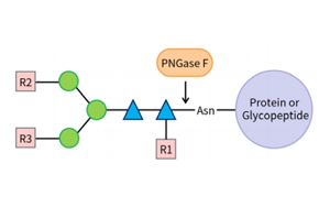 PNGase F——精準N糖分析工具，助力糖生物學(xué)研究