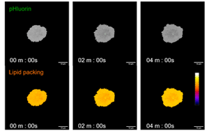 救命藥差點“要命”？Plos Bio揭秘：本是保護細胞的“脂肪盾牌”，為何卻成了癌細胞的保護傘？