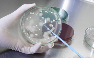 深耕微生物培養(yǎng)領(lǐng)域 歷經(jīng)多年驗(yàn)證，西寶生物隆重推出胰蛋白胨+酵母粉王炸組合